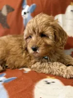 Teal, a male Cavapoo for sale in Houston, TX – Photo 1 of 3