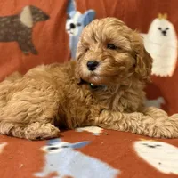 F1B “Teddy”, a male Cavapoo for sale in Houston, TX – Photo 4 of 5