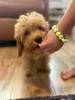 F1B “Teddy”, a male Cavapoo for sale in Houston, TX – Photo 2 of 5