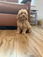 F1B “Teddy”, a male Cavapoo for sale in Houston, TX – Photo 1 of 5