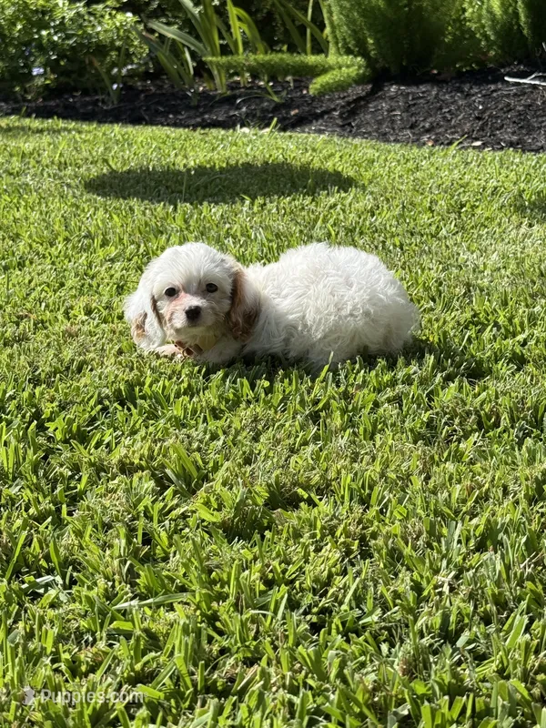 Coconut - TOY F1 Cavapoo – Cavapoo puppy for sale in Houston, TX