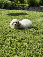 Coconut - TOY F1 Cavapoo, a female Cavapoo for sale in Houston, TX – 1 of 3