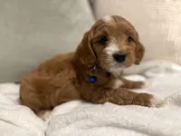 Jack , a male Cavapoo for sale in Houston, TX – Photo 3 of 3