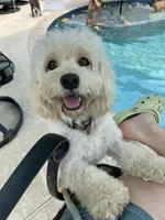 Honey, a female Cavachon for sale in Houston, TX – 1 of 4