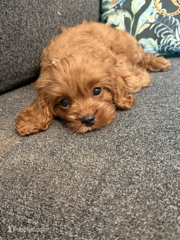 Oliver F1 Mini Cavapoo – Cavapoo, Cavalier King Charles Spaniel puppy for sale in Houston, TX