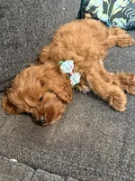 Oliver - MINI F1 Cavapoo, a male Cavapoo for sale in Houston, TX – 2 of 8