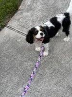 Oliver - MINI F1 Cavapoo, a male Cavapoo for sale in Houston, TX – 8 of 8