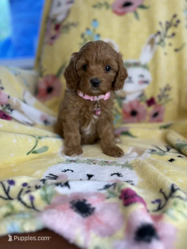 Katy  – Cavapoo puppy for sale in Houston, TX