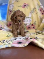 Katy , a male Cavapoo for sale in Houston, TX – Photo 2 of 2
