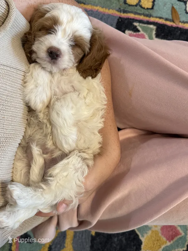Toffee - Cavapoo  – Cavapoo, Poodle - Toy  puppy for sale in Houston, TX
