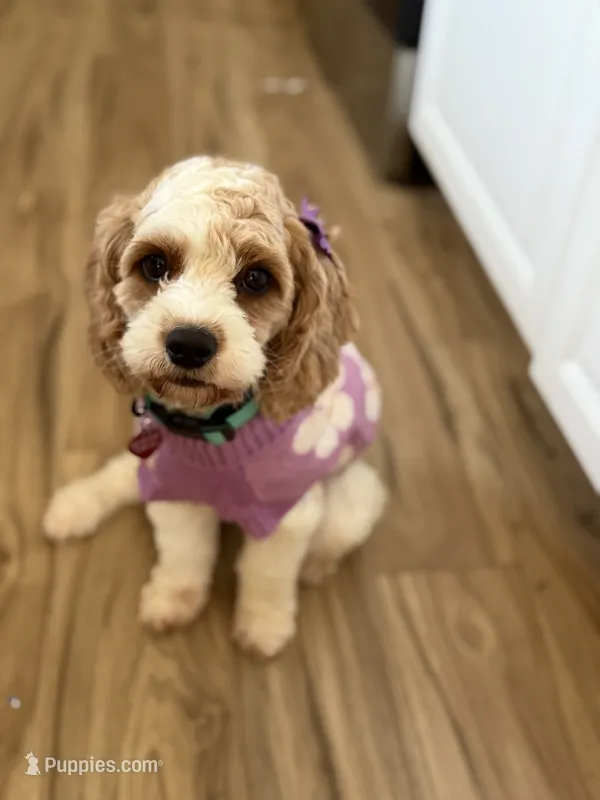 Violet  – Cavapoo puppy for sale in Houston, TX
