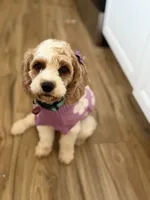 Violet , a female Cavapoo for sale in Houston, TX – 1 of 2