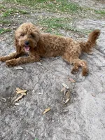 Hope, a female Cavapoo for sale in Houston, TX – 2 of 3