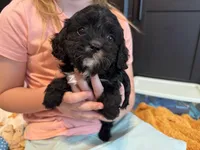 Black and White F1, a male Cavapoo for sale in Houston, TX – Photo 1 of 2