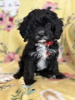 Checkers F1 Irresistible , a male Cavapoo for sale in Houston, TX – Photo 3 of 6