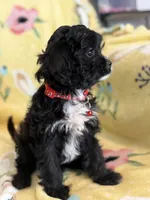 Checkers F1 Irresistible , a male Cavapoo for sale in Houston, TX – Photo 5 of 6