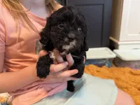 Black and White F1, a male Cavapoo for sale in Houston, TX – Photo 2 of 2