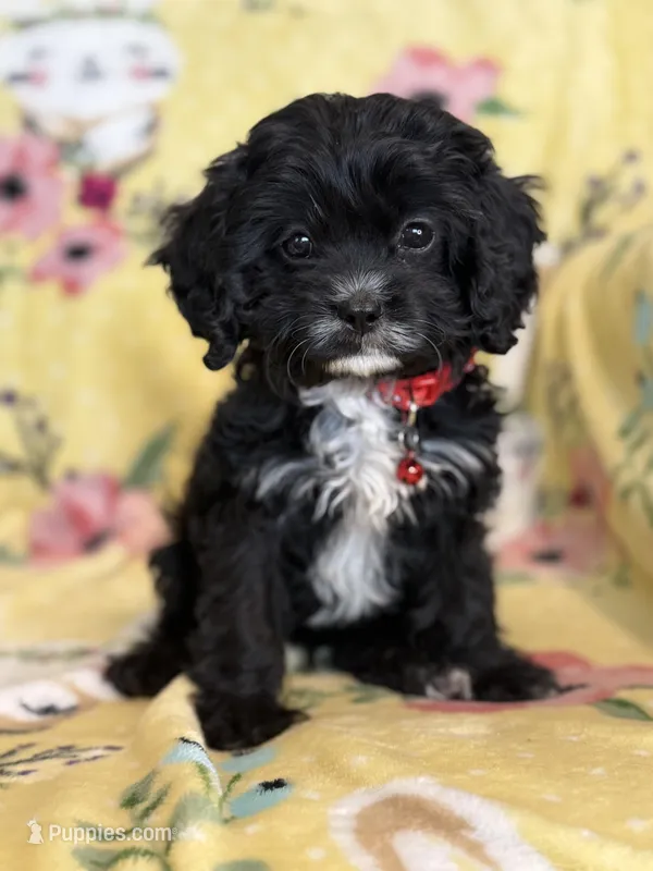 Checkers F1 Irresistible  – Cavapoo puppy for sale in Houston, TX