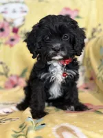 Checkers F1 Irresistible , a male Cavapoo for sale in Houston, TX – Photo 1 of 6