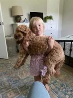 Hope, a female Cavapoo for sale in Houston, TX – 3 of 3