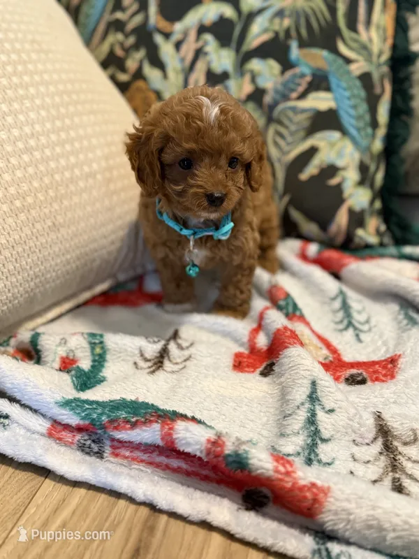 Mickey - Tiny Toy Cavapoo – Cavapoo, Poodle - Toy  puppy for sale in Houston, TX