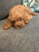 Oliver - MINI F1 Cavapoo, a male Cavapoo for sale in Houston, TX – 6 of 8