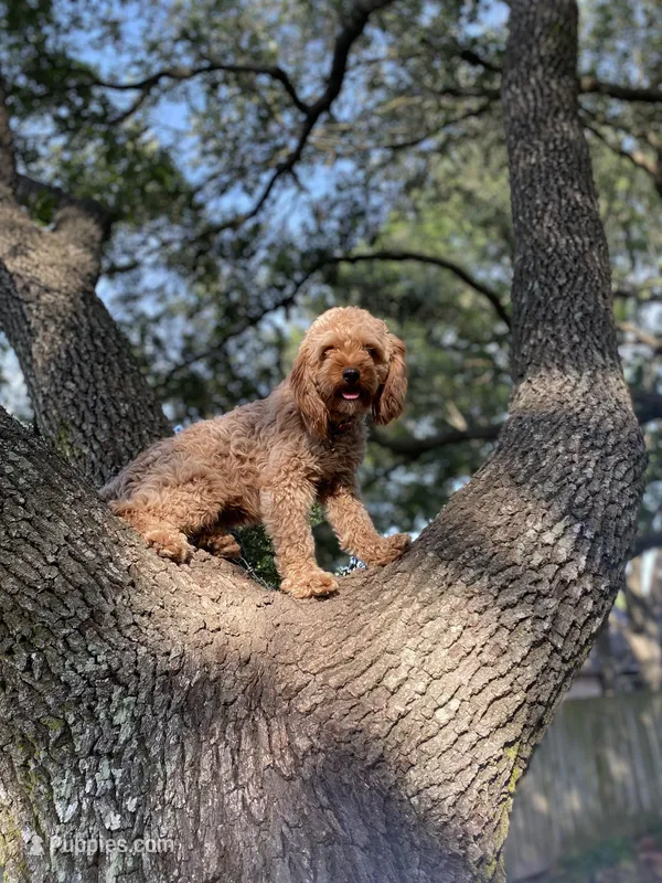 Hope – Cavapoo puppy for sale in Houston, TX