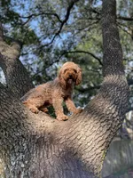 Hope, a female Cavapoo for sale in Houston, TX – 1 of 3