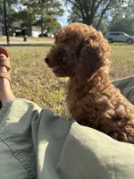 Max - CAVAPOO, a male Cavapoo and Poodle - Toy  for sale in Houston, TX – 2 of 4