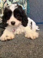 Stella - TOY F1 Cavapoo, a female Cavapoo for sale in Houston, TX – 3 of 6