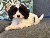 Stella - TOY F1 Cavapoo, a female Cavapoo for sale in Houston, TX – 2 of 6