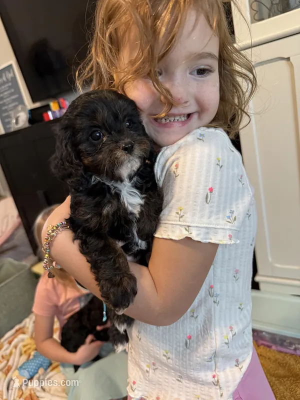 Cutest F1 ever , a male Cavapoo for sale in Houston, TX – Photo 1 of 1