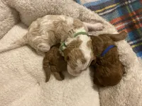 F1B Cavapoo, a female Cavapoo for sale in Houston, TX – Photo 1 of 3