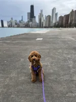 F1B Cavapoo, a female Cavapoo for sale in Houston, TX – Photo 2 of 3