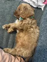 Oliver F1 Mini Cavapoo, a male Cavapoo and Cavalier King Charles Spaniel for sale in Houston, TX – 5 of 6