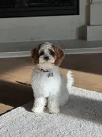 F1 Cavapoo, a male Cavapoo for sale in Houston, TX – Photo 2 of 2