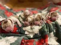 F1 Cavapoo, a male Cavapoo for sale in Houston, TX – Photo 1 of 2