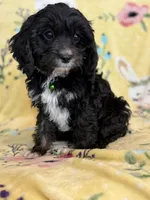 Jasper F1, a male Cavapoo for sale in Houston, TX – Photo 3 of 4