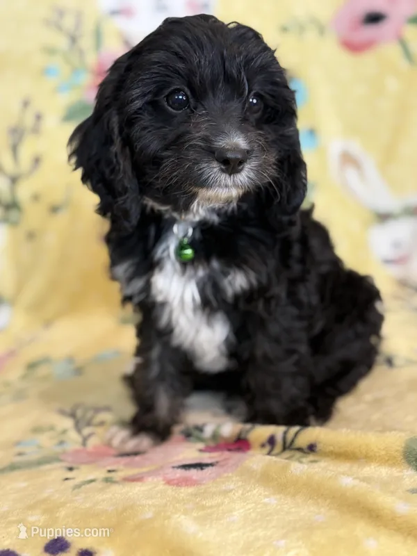 Jasper F1 – Cavapoo puppy for sale in Houston, TX
