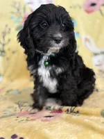 Jasper F1, a male Cavapoo for sale in Houston, TX – Photo 1 of 4