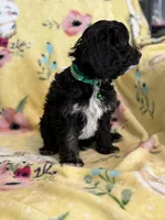 Jasper F1, a male Cavapoo for sale in Houston, TX – Photo 4 of 4