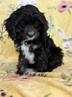 Jasper F1, a male Cavapoo for sale in Houston, TX – Photo 2 of 4