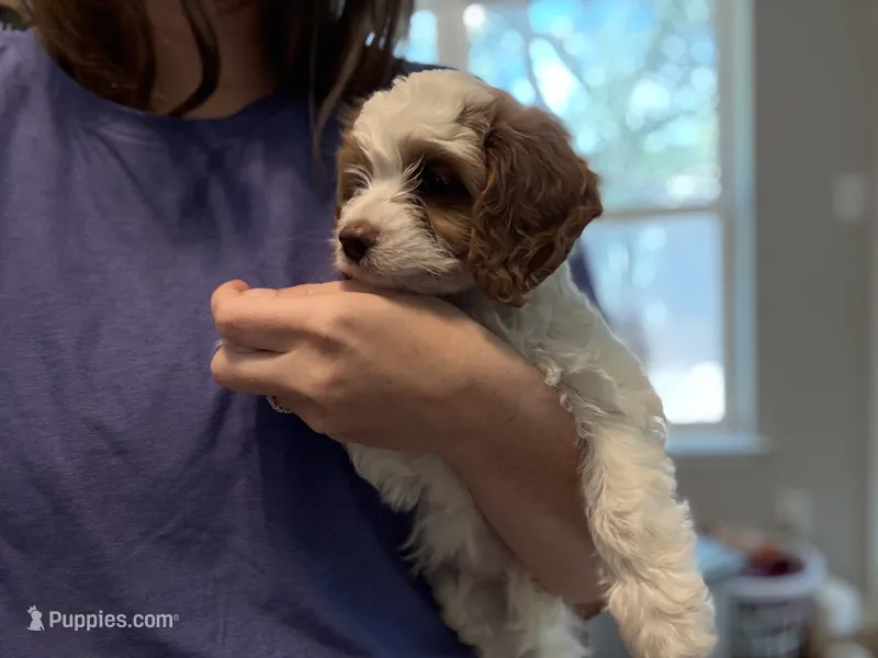 Toffee - Cavapoo  – Cavapoo, Poodle - Toy  puppy for sale in Houston, TX