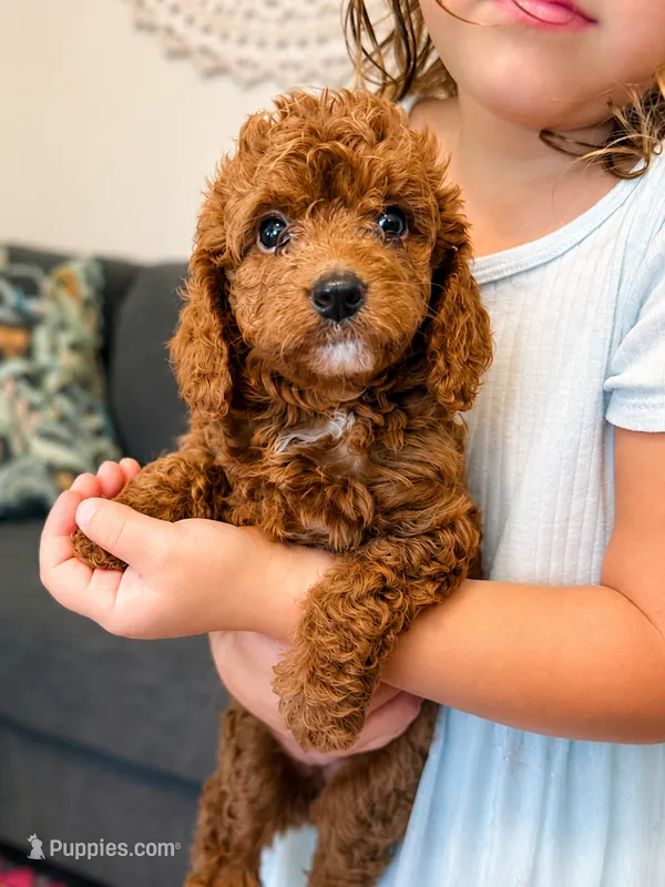 Haven - TOY CAVAPOO – Cavapoo, Poodle - Toy  puppy for sale in Houston, TX