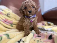 Meg, a male Cavapoo for sale in Houston, TX – Photo 2 of 4