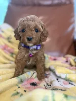 Meg, a male Cavapoo for sale in Houston, TX – Photo 4 of 4