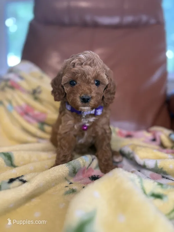 Meg – Cavapoo puppy for sale in Houston, TX