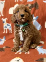 Green , a male Cavapoo for sale in Houston, TX – Photo 1 of 2