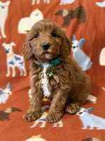 Green , a male Cavapoo for sale in Houston, TX – Photo 2 of 2