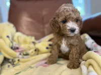 Josie, a male Cavapoo for sale in Houston, TX – Photo 3 of 5